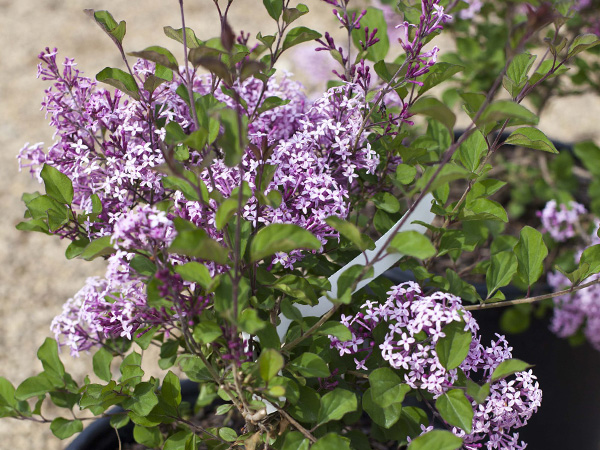 Red Pixie Lilac - Container