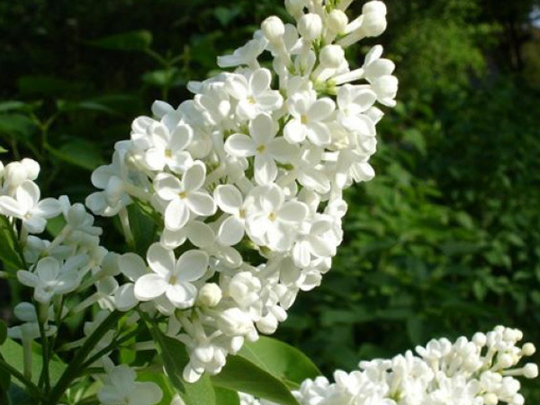 Common White Lilac - Container