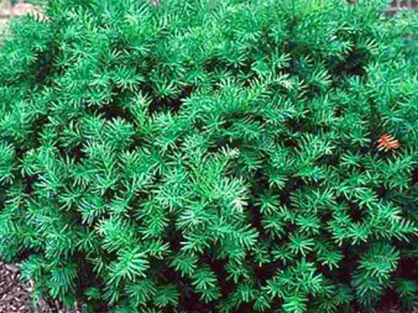 Dense Yew - Container