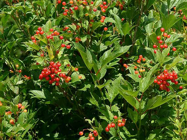 Alfredo American Cranberry - Container