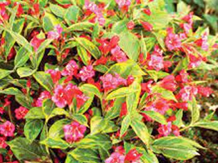 French Lace Weigela - Container #3