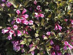 Java Red Weigela - Container