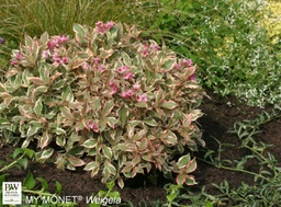 My Monet® Weigela - Container