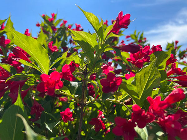 Red Prince Weigela - Container