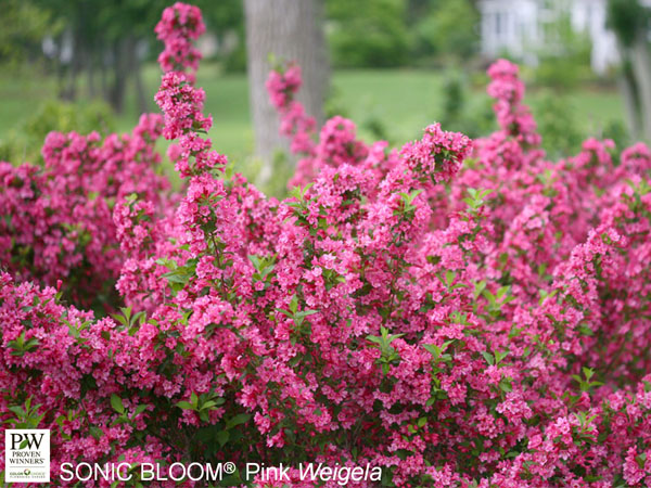 Sonic Bloom Pink® Weigela - Container