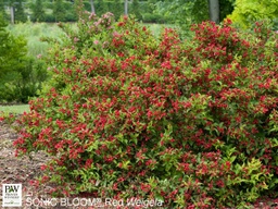 Sonic Bloom Red® Weigela - Container