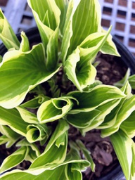 [HOSALBMARG001GL] Albomarginata Hosta - Container