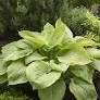 August Moon Hosta - Container