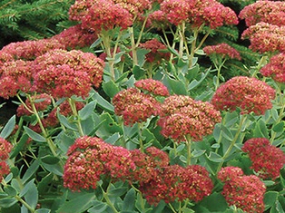 Autumn Fire Sedum - Container