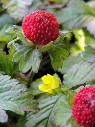 Barren Strawberry - Container