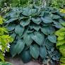 [HOSHYBBLUE001GL] Blue Angel Hosta