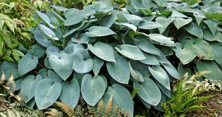 Blue Cadet Hosta - Container