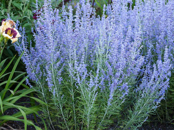 Blue Jean Baby Russian Sage