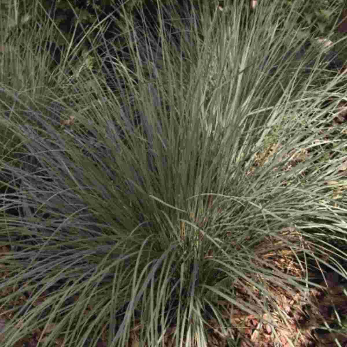 Blue Oat Grass - Container