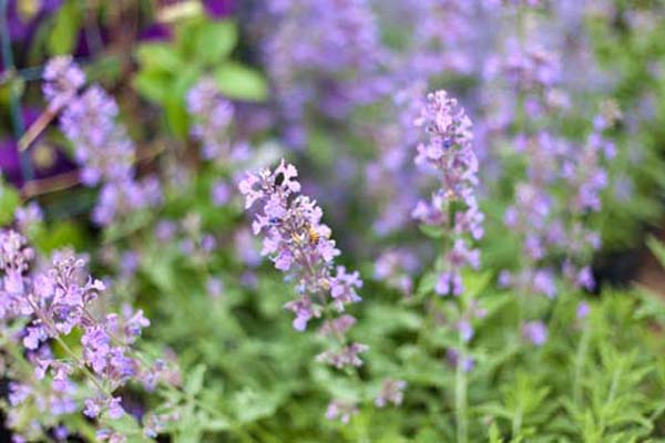 Blue Wonder Catmint - Container