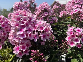 Bright Eyes Phlox