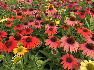 Cheyenne Spirit Coneflower - Container