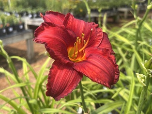 Chicago Apache Daylily - Container