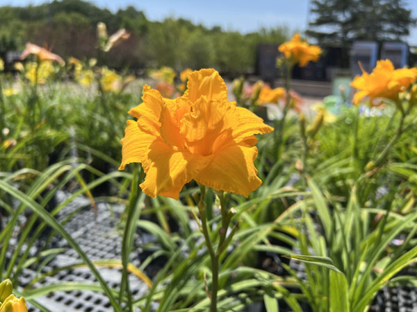 Condilla Daylily - Container