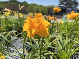 [HEMCOND001GL] Condilla Daylily - Container