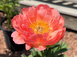 Coral Sunset Peony - Container