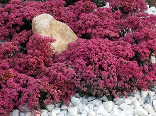 Sunsparkler Dazzleberry Stonecrop Sedum - Container