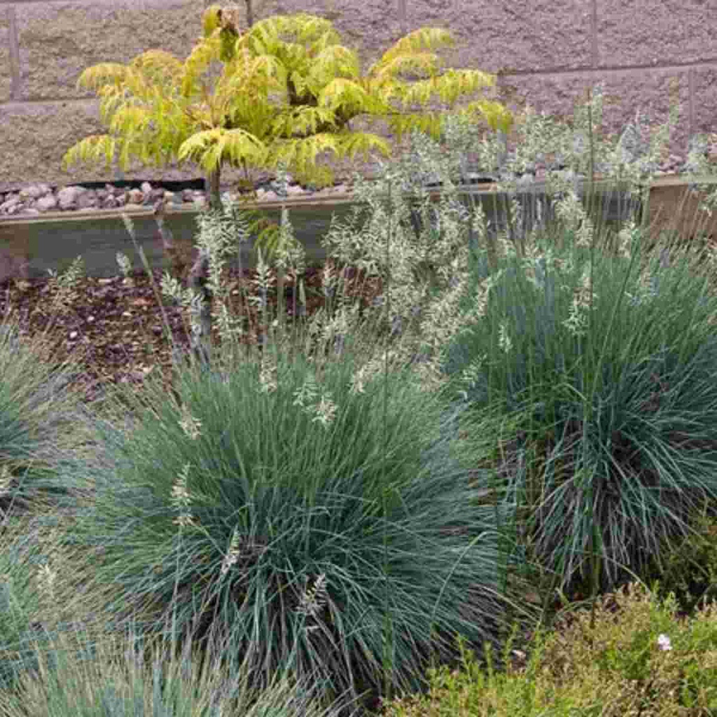 Elijah Blue Fescue Grass - Container | Breezy Hill Nursery - Main