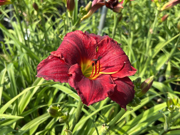 Emperors Royal Red Daylily - Container