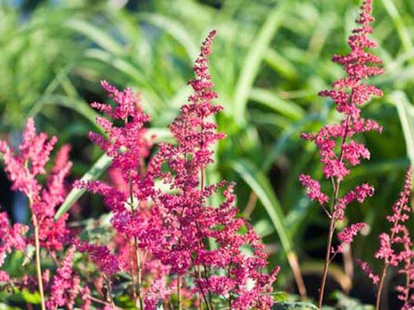 Fanal Astilbe - Container