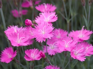 Firewitch Dianthus - Container