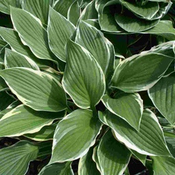 [HOSFORFRAN001GL] Francee Hosta - Container