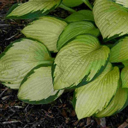 [HOSFORGOLD001GL] Gold Standard Hosta - Container