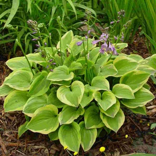 Golden Tiara Hosta