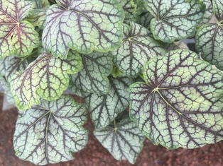 Green Spice Coralbells - Container