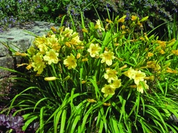 [HEMHAPRETU001GL] Happy Returns Daylily - Container