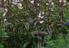 Husker's Red Beardtongue - Container