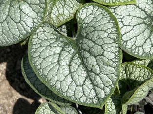 Jack Frost Siberian Bugloss