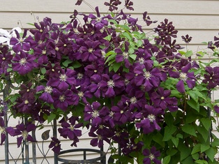 Jackmanii Clematis - Container