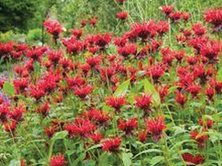 Jacob Cline Bee Balm - Container