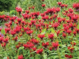 [MONJACCLIN001GL] Jacob Cline Bee Balm - Container