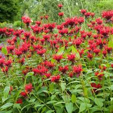 [MONJACCLIN001GL] Jacob Cline Bee Balm - Container