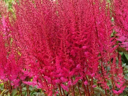 [ASTCHIMIGH001GL] Mighty Chocolate Cherry Astilbe