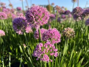 Millenium Ornamental Onion