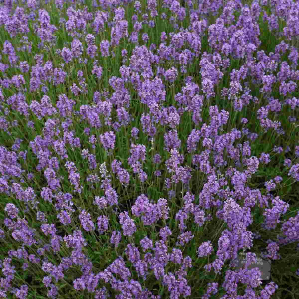 Munstead English Lavender 1 Breezy Hill Nursery Main