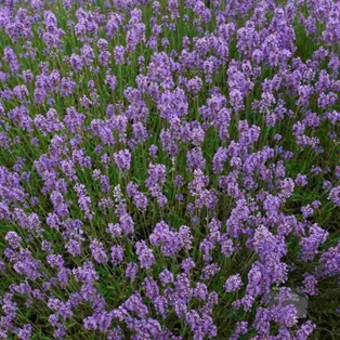Munstead English Lavender #1