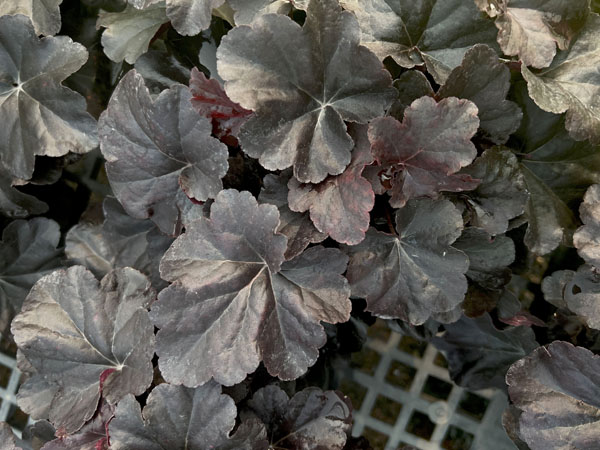 Obsidian Coralbells - Container