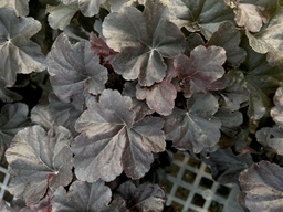 [HEUOBIS001GL] Obsidian Coralbells - Container