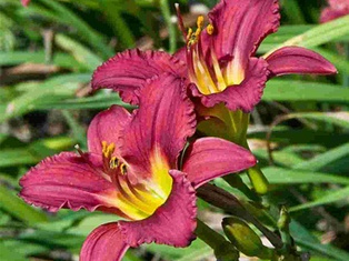 Pardon Me Daylily - Container