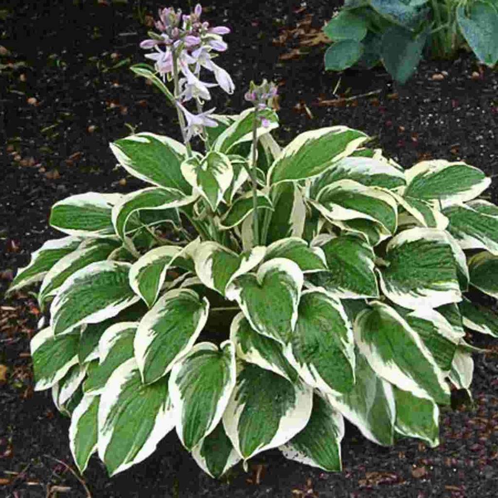 Patriot Hosta | Breezy Hill Nursery - Main