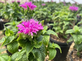 Petite Delight Bee Balm